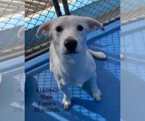 Chihuahua-Unknown Mix Dogs for adoption in Calgary, Alberta, Canada