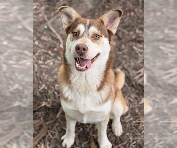 Medium Photo #2 Siberian Husky Puppy For Sale in Fremont, CA, USA