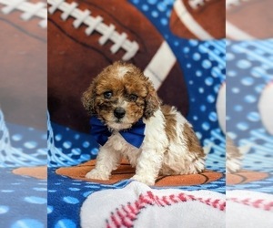Poodle (Miniature)-ShihPoo Mix Puppy for sale in LINCOLN UNIVERSITY, PA, USA