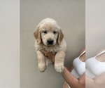 Puppy Champ Golden Retriever
