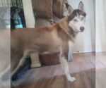 Small #1 Siberian Husky