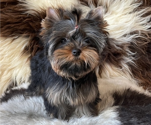 Medium Photo #1 Yorkshire Terrier Puppy For Sale in FLOYD, VA, USA