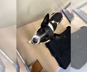 Border Collie Dogs for adoption in Santa Maria, CA, USA