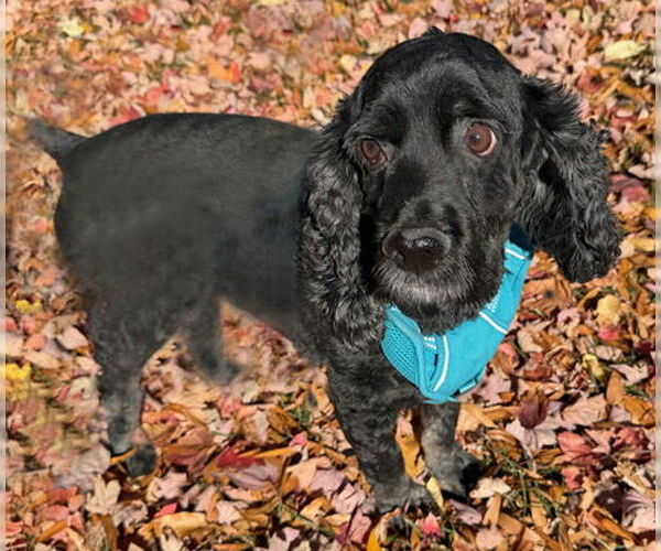 Medium Photo #8 Cocker Spaniel Puppy For Sale in Arlington, VA, USA