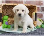 Small #16 Labrador Retriever