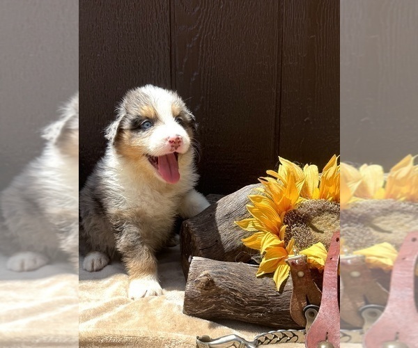 Medium Photo #15 Australian Shepherd Puppy For Sale in EUSTIS, FL, USA
