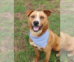 Small Carolina Dog Mix