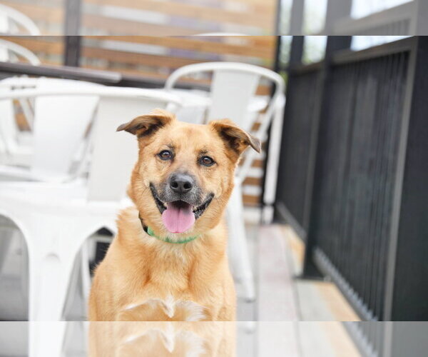 Medium Photo #10 Mutt Puppy For Sale in Sandy, UT, USA