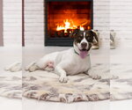 JAKE - Male Pointer-Unknown Mix Dog for Adoption - Small photo