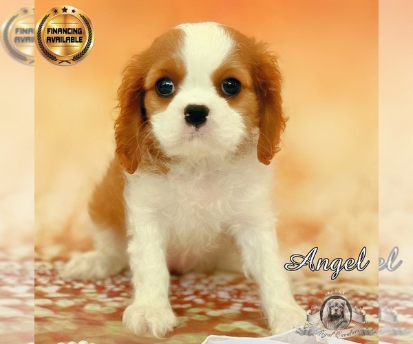 View Ad Cavalier King Charles Spaniel Puppy for Sale near