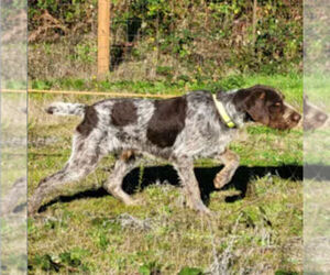 Father of the German Wirehaired Pointer puppies born on 06/05/2022