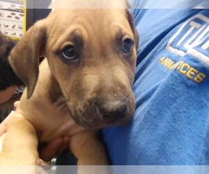 Mutt Dogs for adoption in Tulsa, OK, USA