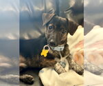 Small #3 Chiweenie