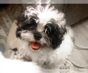 Shih Tzu-ShihPoo Mix Puppy for sale in AUSTIN, TX, USA