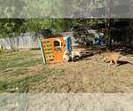 Small #25 German Shepherd Dog-Saluki Mix