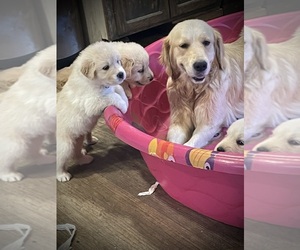 English Cream Golden Retriever Puppy for sale in YUMA, AZ, USA