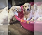 Image preview for Ad Listing. Nickname: Daisy