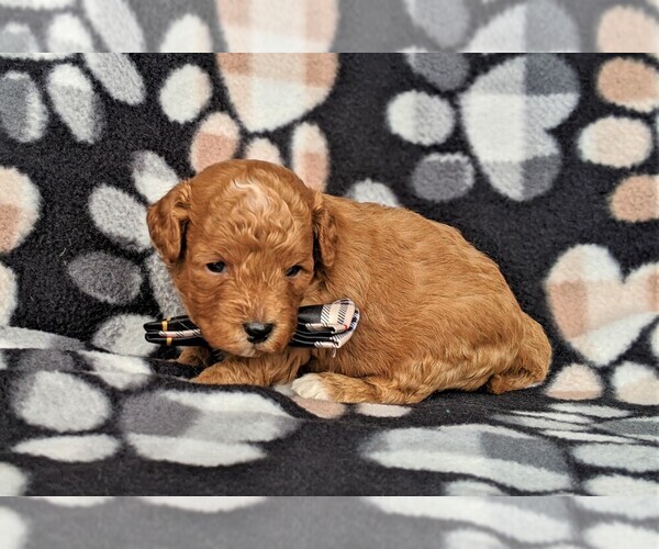 Medium Photo #3 Cavachon-Poodle (Miniature) Mix Puppy For Sale in BIRD IN HAND, PA, USA
