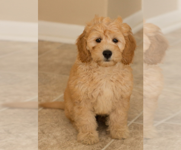 Medium Photo #1 Goldendoodle Puppy For Sale in BAY VIEW, WI, USA