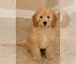Small Photo #1 Goldendoodle Puppy For Sale in BAY VIEW, WI, USA