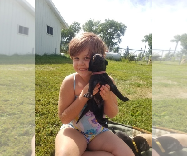 Medium Photo #4 Labrador Retriever Puppy For Sale in JACKSON, MN, USA