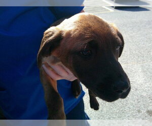 Labrador Retriever-Unknown Mix Dogs for adoption in Ocala, FL, USA