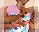 Small #1 Chihuahua
