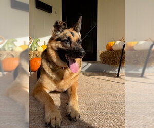 German Shepherd Dog Dogs for adoption in Lancaster, PA, USA