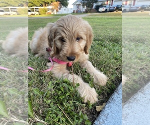 Goldendoodle-Poodle (Miniature) Mix Puppy for sale in MARYVILLE, TN, USA