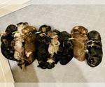 Image preview for Ad Listing. Nickname: Litter of 8
