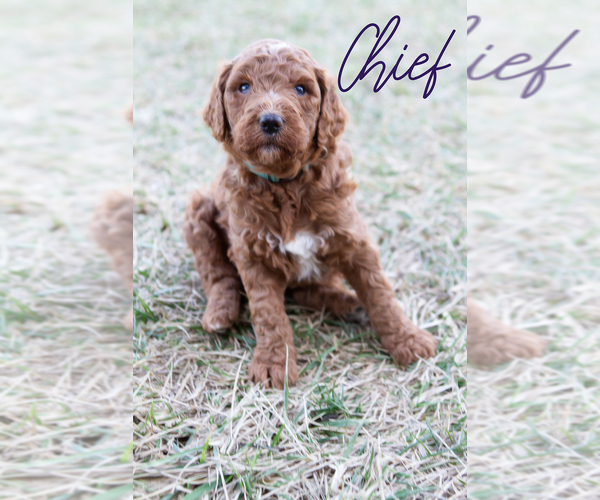 Medium Photo #4 Poodle (Standard) Puppy For Sale in CONNERSVILLE, IN, USA