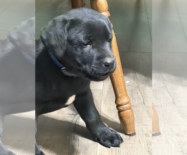 Medium Photo #11 Labrador Retriever Puppy For Sale in WAKARUSA, IN, USA