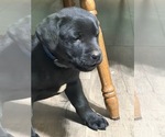 Small #10 Labrador Retriever
