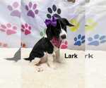 Small Spaniel Mix