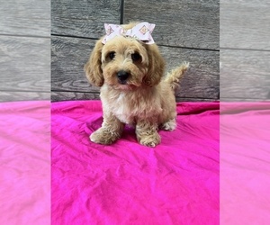 Doxle-Poodle (Toy) Mix Puppy for sale in RICHMOND, IL, USA