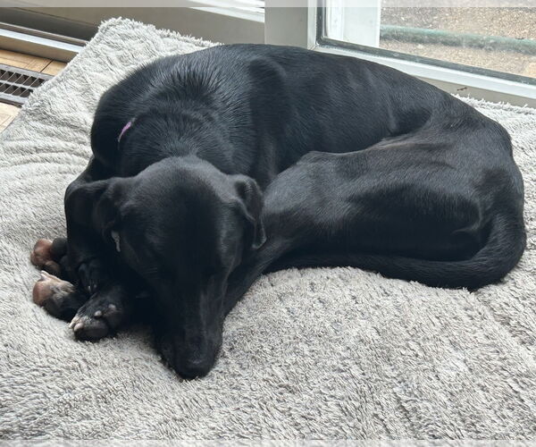 Medium Photo #5 Labrador Retriever-Unknown Mix Puppy For Sale in Doylestown, PA, USA