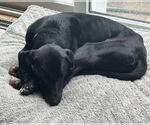 Small #4 Labrador Retriever Mix
