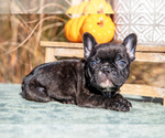 Puppy Charles French Bulldog