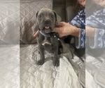 Small Photo #7 Cane Corso Puppy For Sale in DONEGAL, PA, USA
