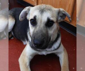 Mutt Dogs for adoption in Thief River Falls, MN, USA