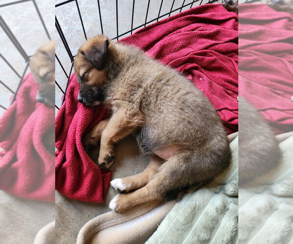 Medium Photo #12 Mutt Puppy For Sale in Mooresville, NC, USA