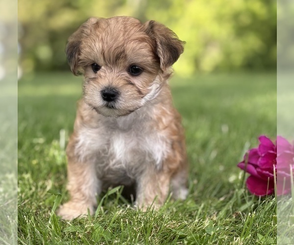Medium Photo #1 Morkie Puppy For Sale in ROCK STREAM, NY, USA