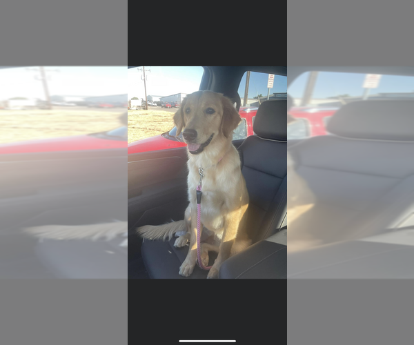 Medium Photo #1 Golden Retriever Puppy For Sale in BENNETT, CO, USA