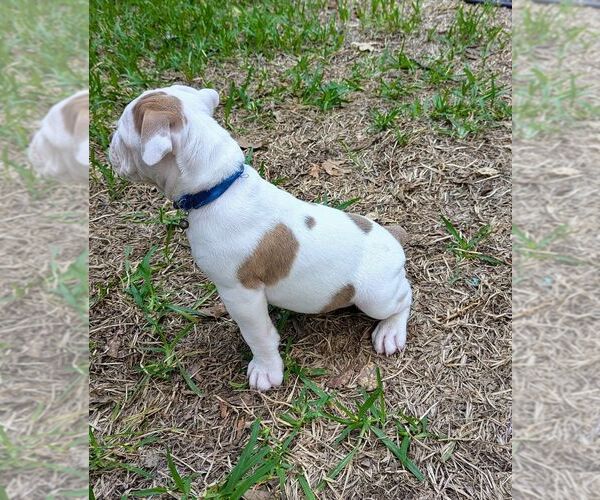 Medium Photo #5 Olde English Bulldogge Puppy For Sale in AUSTIN, TX, USA