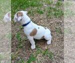 Small #4 Olde English Bulldogge