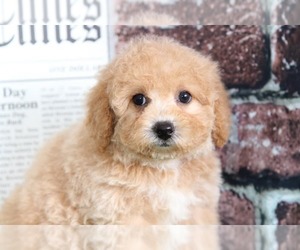 Poochon Puppy for sale in BEL AIR, MD, USA