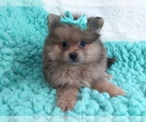 Pomeranian Puppy for sale in LAUREL, MS, USA