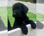 Small #17 Labradoodle