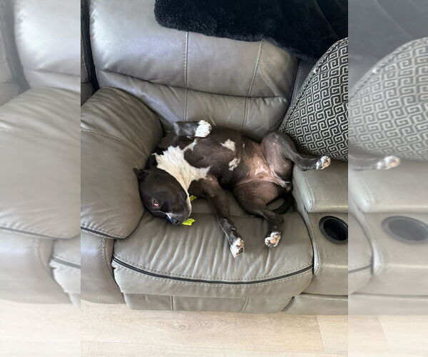 Medium Photo #8 American Staffordshire Terrier-Unknown Mix Puppy For Sale in Lake Forest, CA, USA