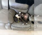 Small #7 American Staffordshire Terrier Mix